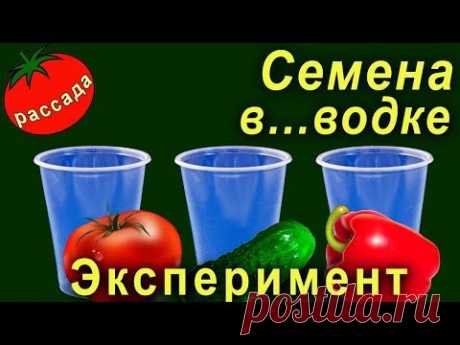 Замачивание семян в водке перед посадкой