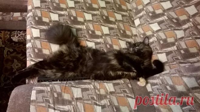 Среднерусская павлинохвостая)))