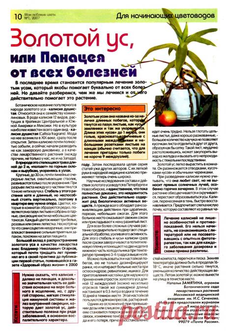 Золотой ус или панацея от всех болезней