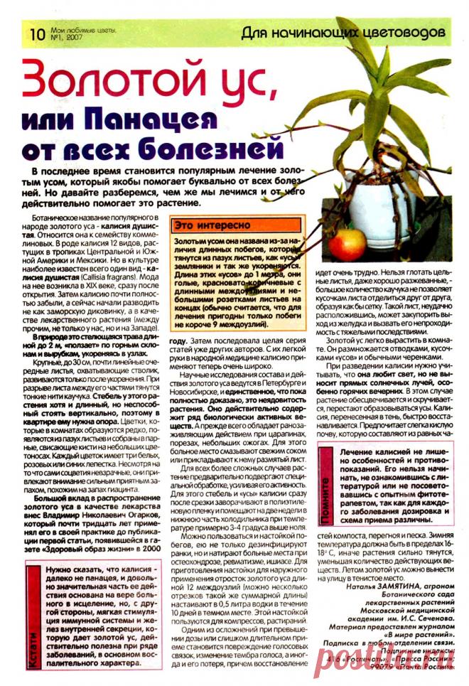 Золотой ус или панацея от всех болезней