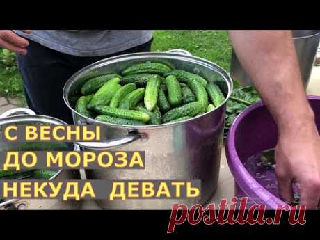 ОГУРЦЫ в ТЕПЛИЦЕ 2 лучших СПОСОБА выращивания