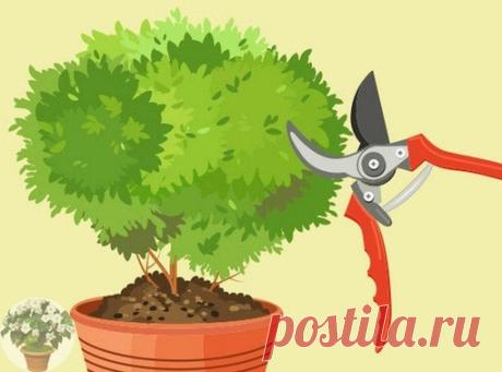 Обрезка комнатных растений.
Весна для любителей комнатных цветов — пора дополнительных забот и хлопот. И это всем известно. Вроде только что пересадили растение и обрезали, а тут уже пришло время цветению. А в момент цветения растение лучше не беспокоить.
Показать полностью…