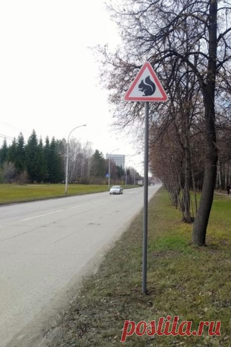 Сибиряки придумали специальный знак для защиты белочек. Зверьки часто погибали под колёсами автомобилей. А с новым знаком водители стали притормаживать в том месте, где они перебегают дорогу. Но после первой же проверки знак пришлось убрать — не положено!