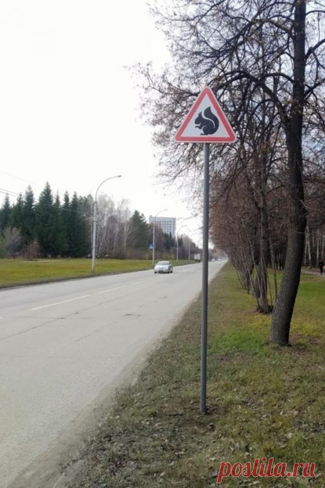 Сибиряки придумали специальный знак для защиты белочек. Зверьки часто погибали под колёсами автомобилей. А с новым знаком водители стали притормаживать в том месте, где они перебегают дорогу. Но после первой же проверки знак пришлось убрать — не положено!