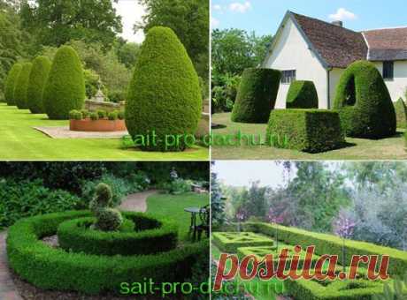 Самшит вечнозеленый