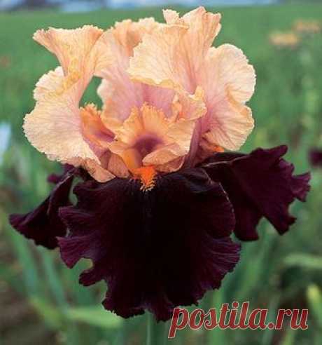 Ocelot | Award Winners. My favorite iris. It didn't come back this year. So sad!  |  Pinterest: инструмент для поиска и хранения интересных идей