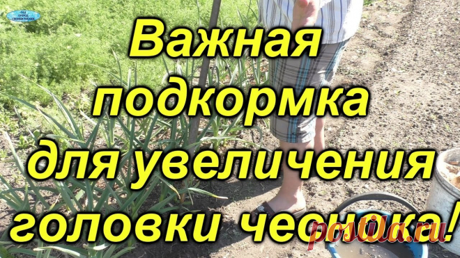 Подкормки озимого чеснока для увеличения головки: