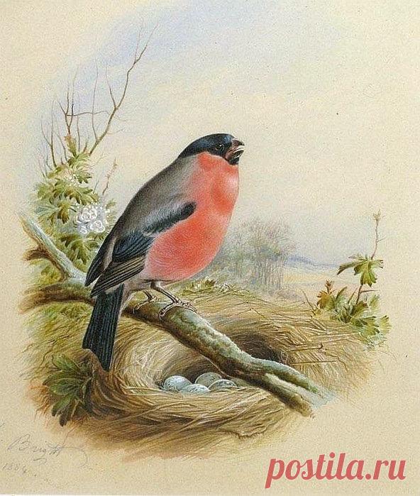 Схема вышивки «№710815» - Вышивка крестом