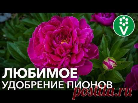 ПИОНЫ БУДУТ ДОЛГО ЦВЕСТИ ОГРОМНЫМИ ШАПКАМИ, если провести эти подкормки до и после цветения