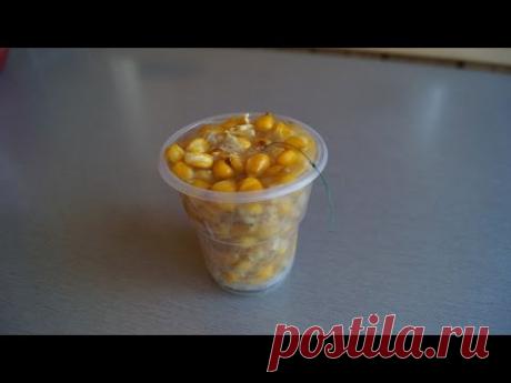 Супер уловистая снасть на сазана и карпа !!!! Снасть на карпа сазана ! как поймать карпа сазана !