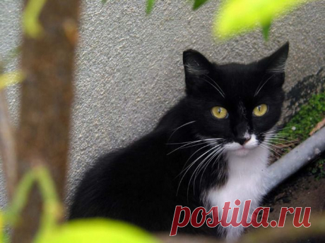 Кот Маркиз.

Расскажу о долгой безкорыстной дружбе с котом — совершенно замечательной личностью, с которым под одной крышей провёл 24 радостных года. Маркиз родился на два года раньше меня, ещё до Великой Отечественной войны. Когда фашисты сомкнули вокруг города кольцо блокады, кот пропал.