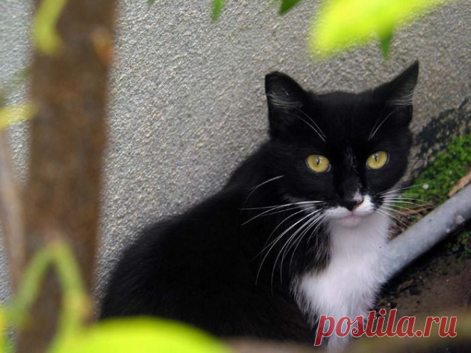 Кот Маркиз.

Расскажу о долгой безкорыстной дружбе с котом — совершенно замечательной личностью, с которым под одной крышей провёл 24 радостных года. Маркиз родился на два года раньше меня, ещё до Великой Отечественной войны. Когда фашисты сомкнули вокруг города кольцо блокады, кот пропал.