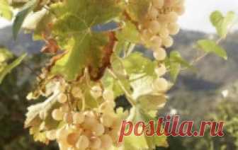 Самый cладкий виноград         Бессменными лидерами по сахаристости остаются технические сорта. У них этот показатель – один  из самых важных, и селекция идет в сторону сортов с высоким сахаронакоплением. Тем не менее...