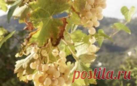 Самый cладкий виноград         Бессменными лидерами по сахаристости остаются технические сорта. У них этот показатель – один  из самых важных, и селекция идет в сторону сортов с высоким сахаронакоплением. Тем не менее...