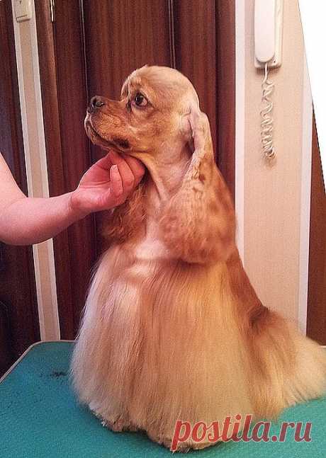 СН HAPPYTAIL'S HOME LOTOS /Фил/s.INT CH Khafka's Call-Me-Blond х d.JCH Happytail's Home Esenia/-
Титулы:Junior Champion Russia, Champion Russia, Candidate Ch.Club, 5xJ.BOB, 3xCAC, 4xBOB, Junior BIS-I Special show, 2xBIG-II, 2xBIG-III
Заводчик: Вероника Морозова (п-к Happytail's Home)
Владелец: Ирина Калачева (Москва)