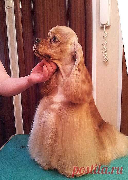СН HAPPYTAIL'S HOME LOTOS /Фил/s.INT CH Khafka's Call-Me-Blond х d.JCH Happytail's Home Esenia/-
Титулы:Junior Champion Russia, Champion Russia, Candidate Ch.Club, 5xJ.BOB, 3xCAC, 4xBOB, Junior BIS-I Special show, 2xBIG-II, 2xBIG-III
Заводчик: Вероника Морозова (п-к Happytail's Home)
Владелец: Ирина Калачева (Москва)