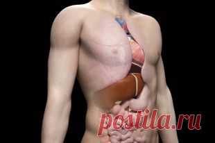 Помощники для золушки. Чем поддержать печень