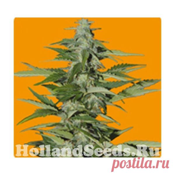 Hindiana – автоцвет от компании Seeds of Life. Заказ семян конопли у официального дилера, компании HollandSeeds.Ru.