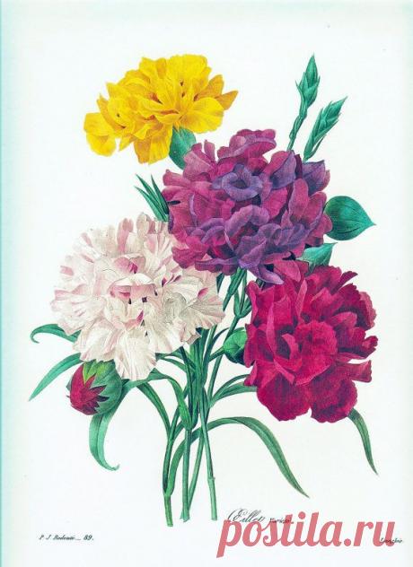 BOTANICAL PRINT Vintage 1981 Redoute Art Print 85 Carnation Pink White Yellow…