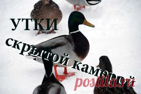 Утки скрытой камерой — Golos