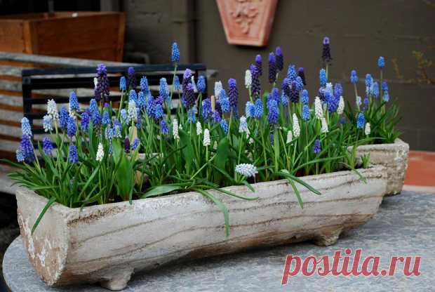Мускари (Muscari) / мышиный гиацинт