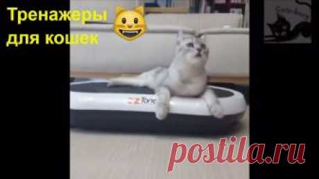 Тренажерка для кота!