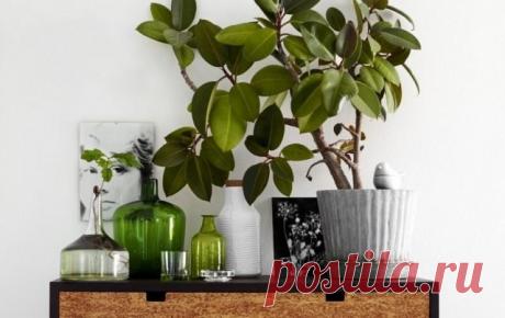 10 лучших быстрорастущих комнатных растений. Список с фото — Ботаничка.ru