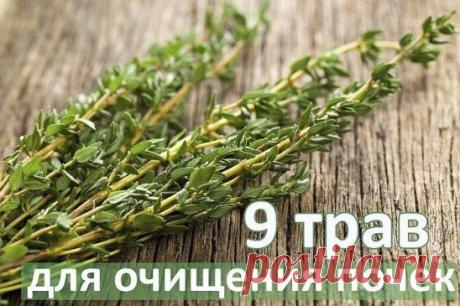 9 трав для очищения ПОЧЕК !