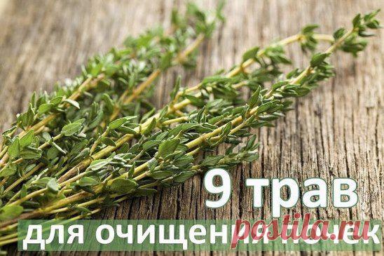 9 трав для очищения ПОЧЕК !