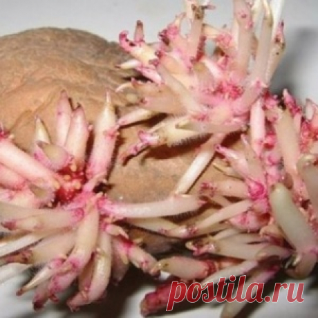 Уникальный рецепт восстановления суставов