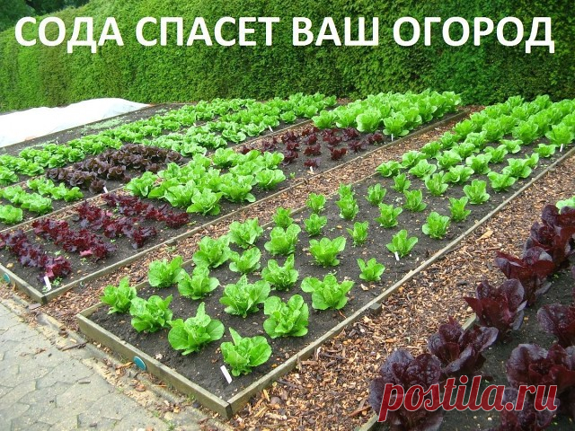Сода спасёт ваш огород. 

Сода – один из помощников дачника, которую можно без проблем приобрести в любом продуктовом магазине. Сфера применения ее столь широка, что без сомнений, этот продукт необходимо обязательно включить в список товаров первой необходимости в начале дачного сезона, и даже раньше! Дело в том, что без обычной пищевой соды вообще сложно представить себе современный огород, поскольку она может помочь практически в любой ситуации. 

Так, например, если вы ...