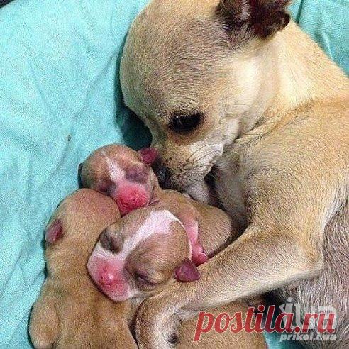 Хоть я и маленькая... но СЧАСТЬЕ у меня большое!!!!!!!!!! :-) 