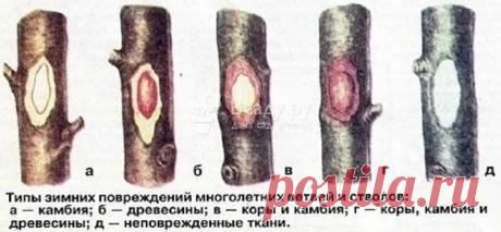 Плодовый сад в феврале требует особого ухода из-за перепадов температур. После сильных морозов следует проверить состояние растений, провести мероприятия по лечению поврежденных деревьев и кустов, а также защитить стволы от солнечных ожогов.
Уход за деревьями в феврале: лечение морозобоин и защита от ожогов