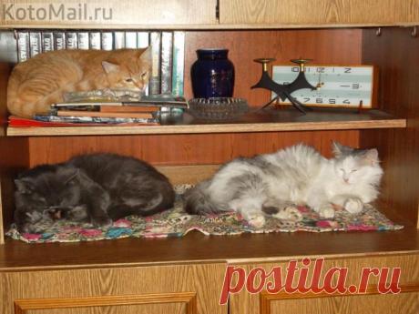 Для чего нужны полки?