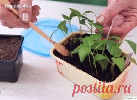 Рaccaдa пеpцa в домaшних уcловиях. ..