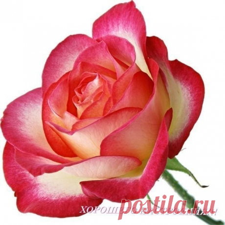 s-13578.jpg (600×600)