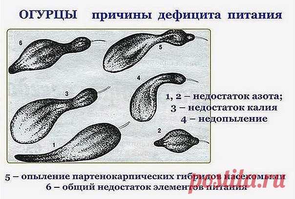 Домашнее творчество