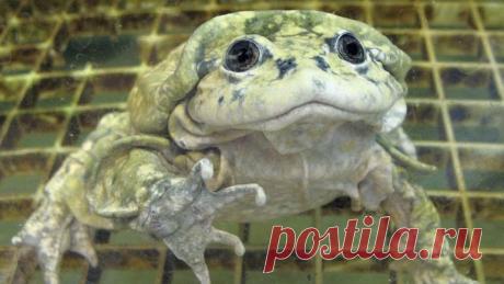 Титикакский свистун фото