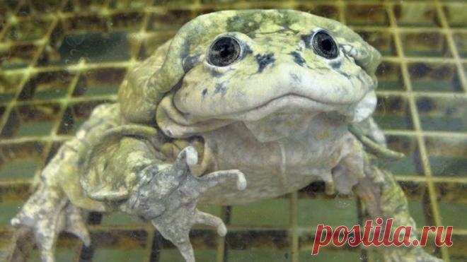 Титикакский свистун фото