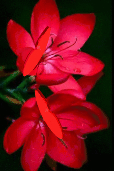 Красные цветы и бабочки