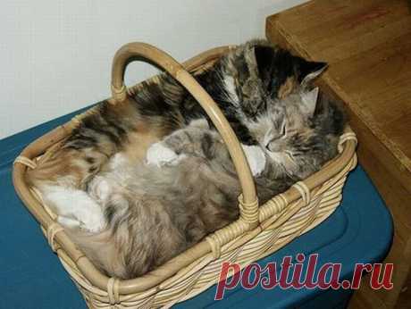 Хоть и крыши нет, но нам удобно.