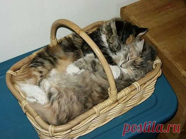 Хоть и крыши нет, но нам удобно.