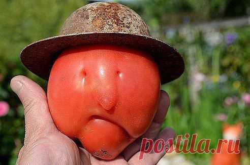 Синьор-помидор!