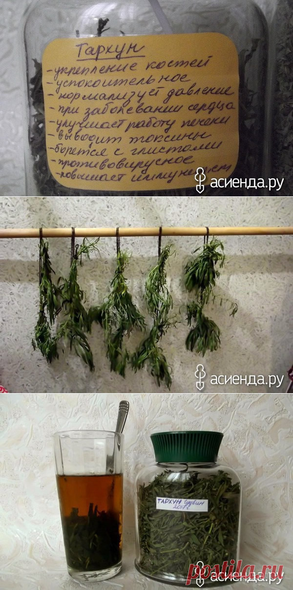 Эстрагон - улучшает сон, он же тархун - сну гарпун.: Дневник пользователя Татьяна Векленко