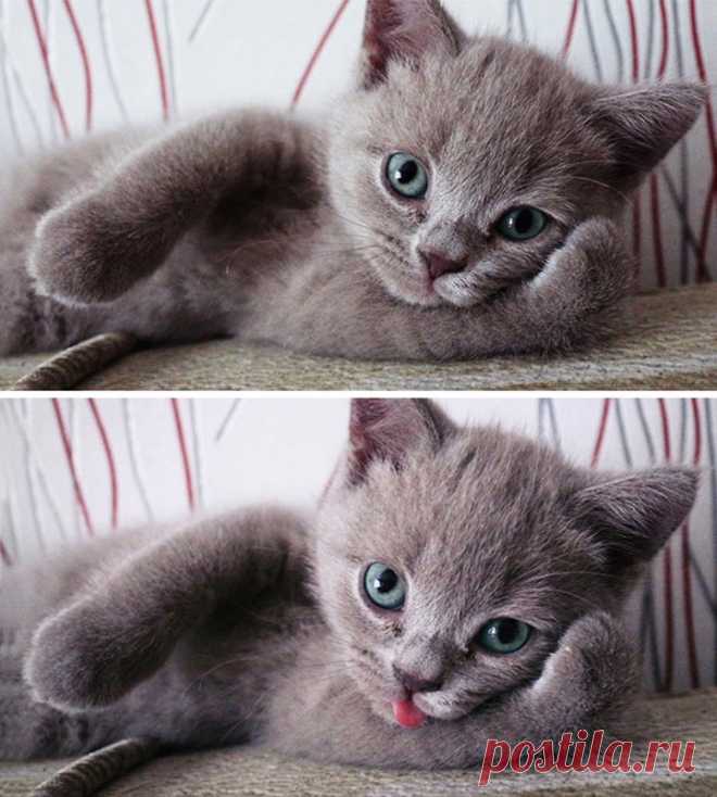 Животные, которые умеют позировать лучше, чем фотомодели