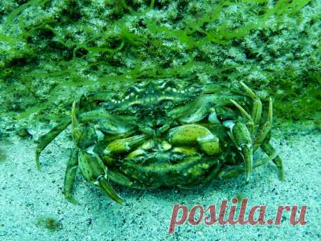 Краб травяной (Carcinus aestuarii Nardo, 1847).