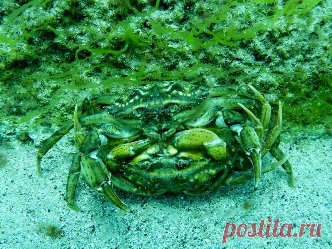 Краб травяной (Carcinus aestuarii Nardo, 1847).