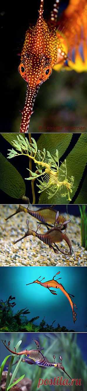 Лиственный морской дракон Тряпичник