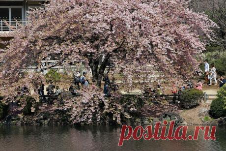 Фотогалерея: В Японии начинается цветение сакуры - Новости Mail.Ru