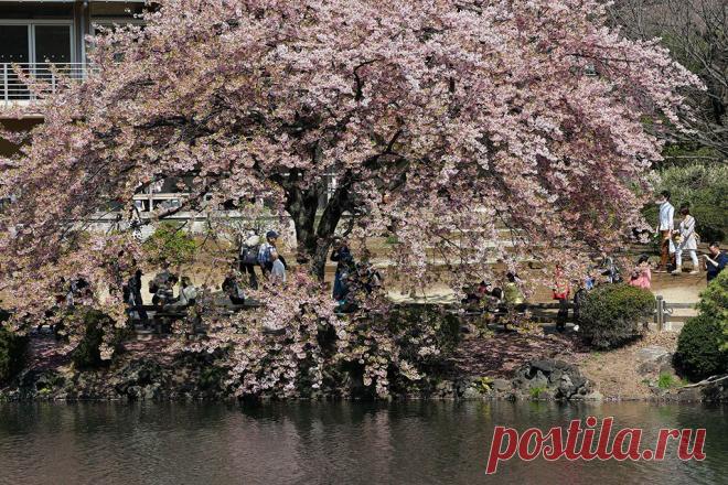 Фотогалерея: В Японии начинается цветение сакуры - Новости Mail.Ru